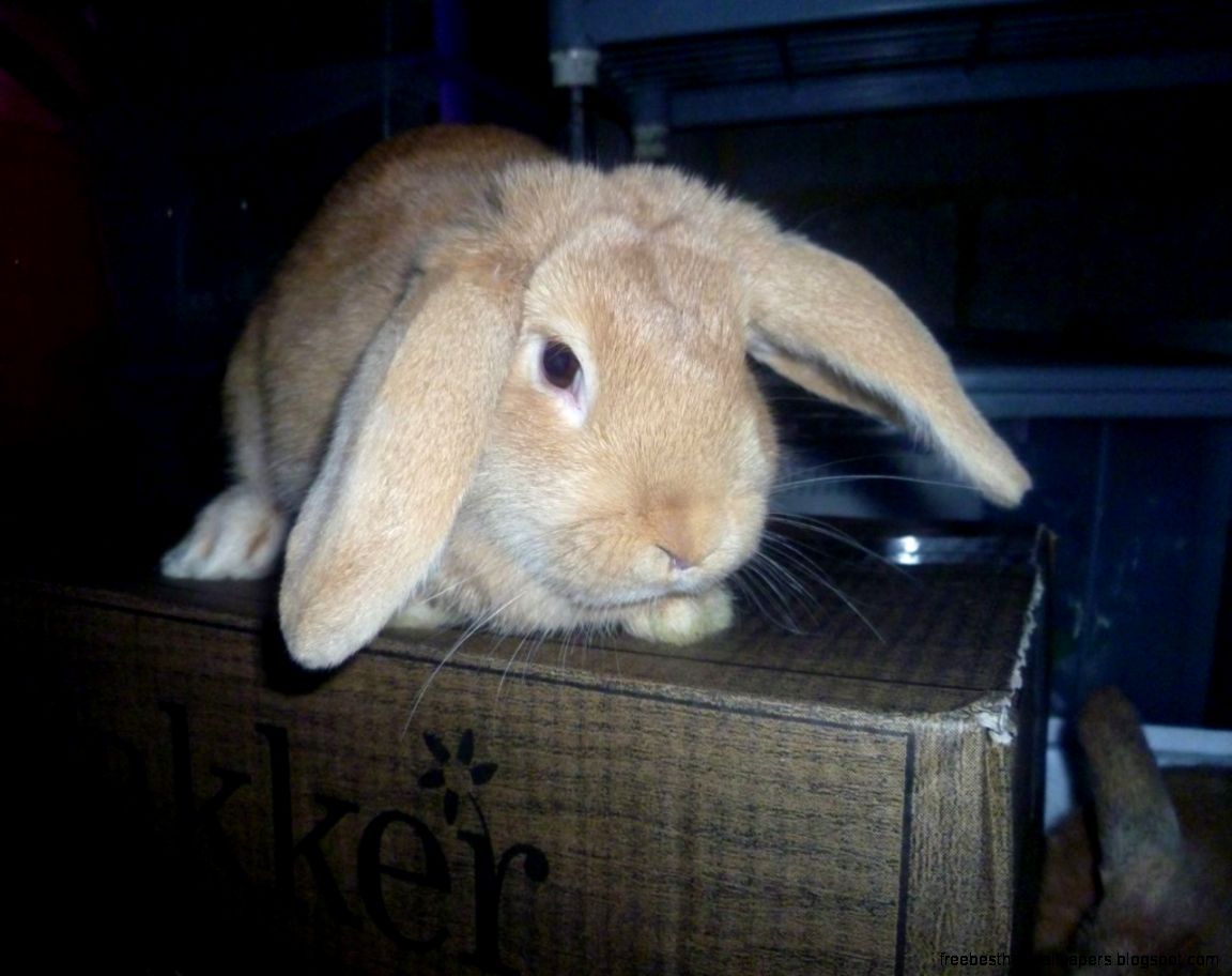 Very Cute Baby Bunny Very Cute Baby Bunny