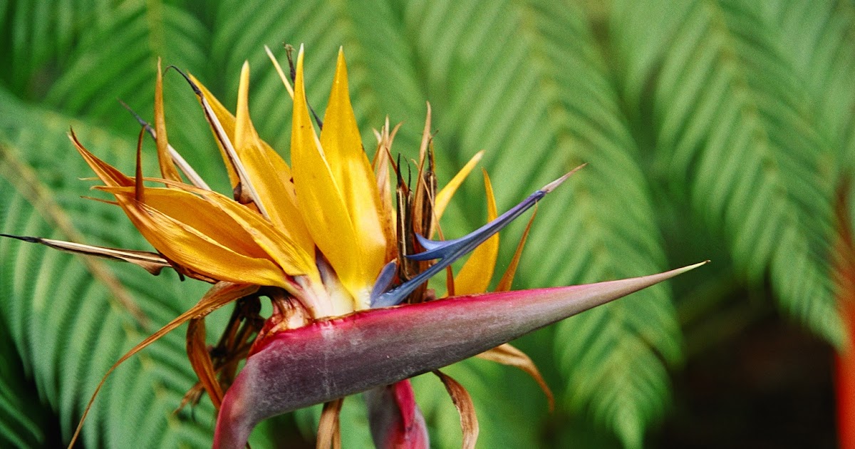 Bird paradise coupons