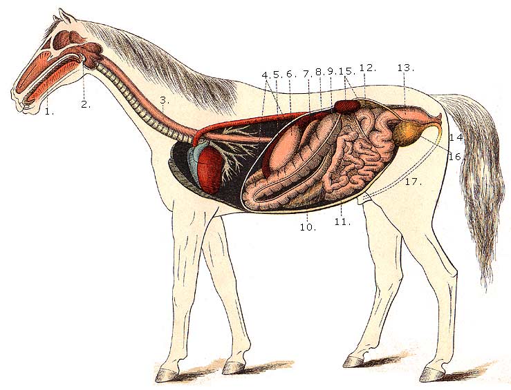 Equine Digestive Anatomy Chart Horse