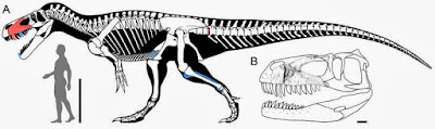 Torvosaurus skeleton