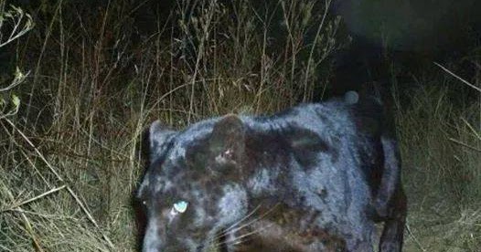 Bigfoot Evidence Did You Know Cliff Barackman Saw A Black