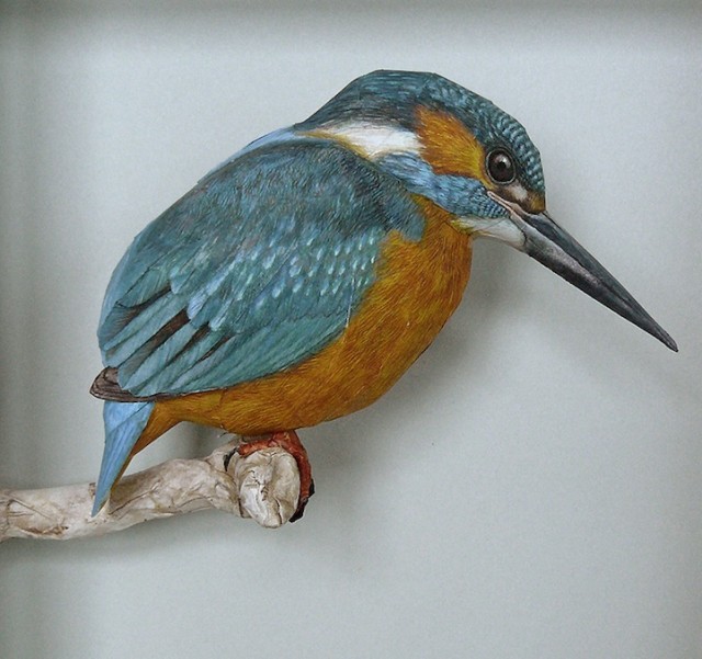 AVES REALISTAS DE PAPEL DE JOHAN SCHERFT