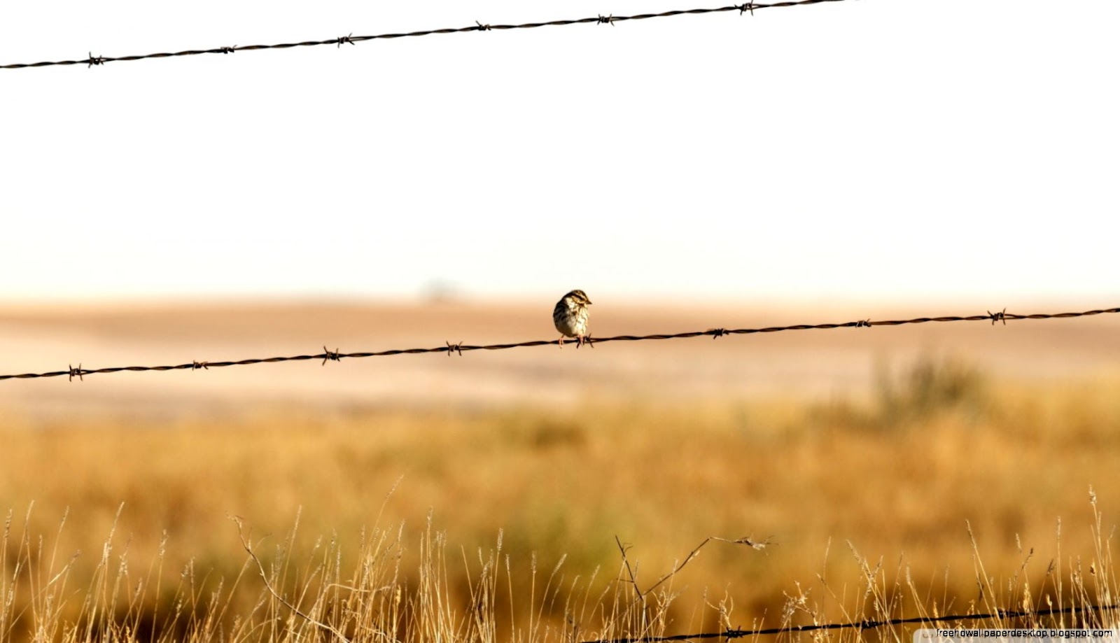 Barbed Wire Fence Barbed Wire Fence