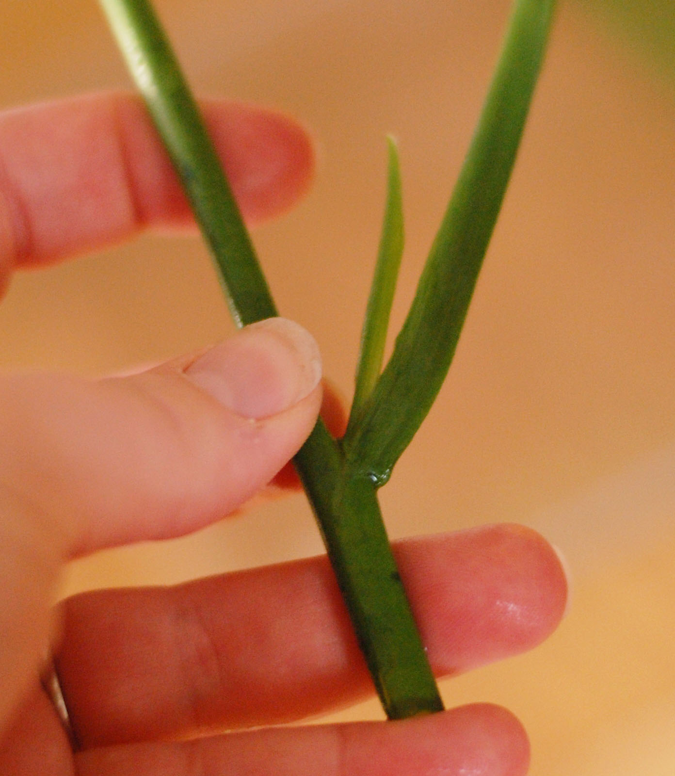 The Backyard Boutique Floral Arranging for Dummies