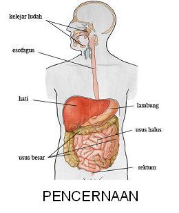 26+ Diagram Sistem Pencernaan Manusia Nama Dan Fungsinya Pictures