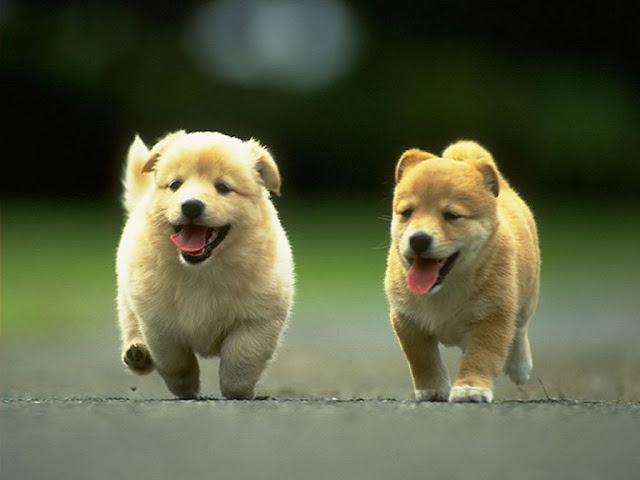 Beautiful Wallpapers OF DOG In HD