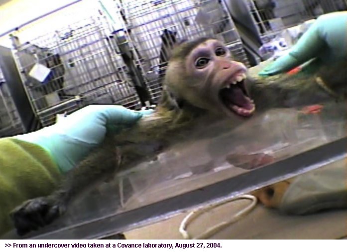 How many animals die from animal testing image