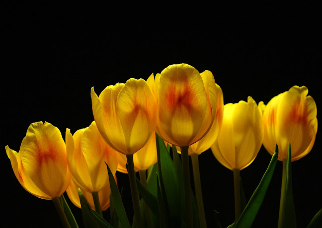 Yellow Tulips Flower desktop wallpaper
