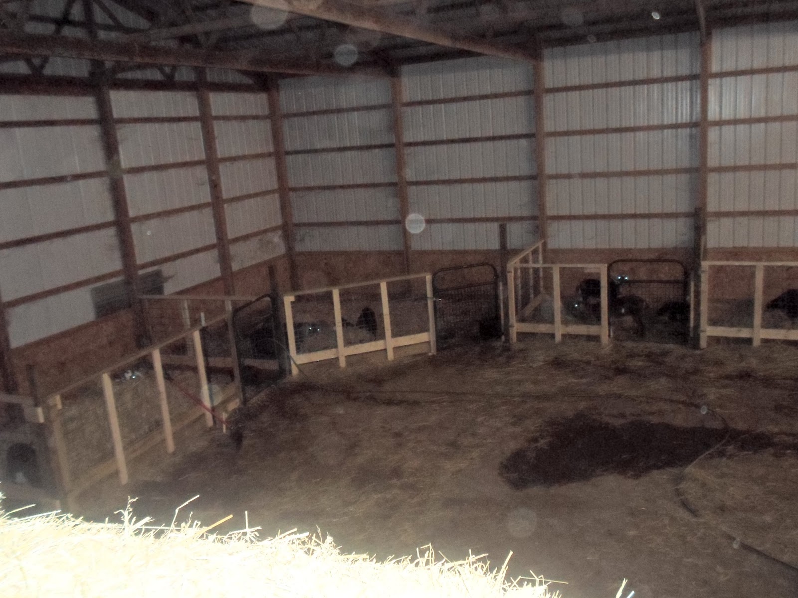 Still Waters Farm New Goat Stalls!