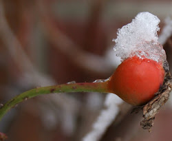 eis auf rose