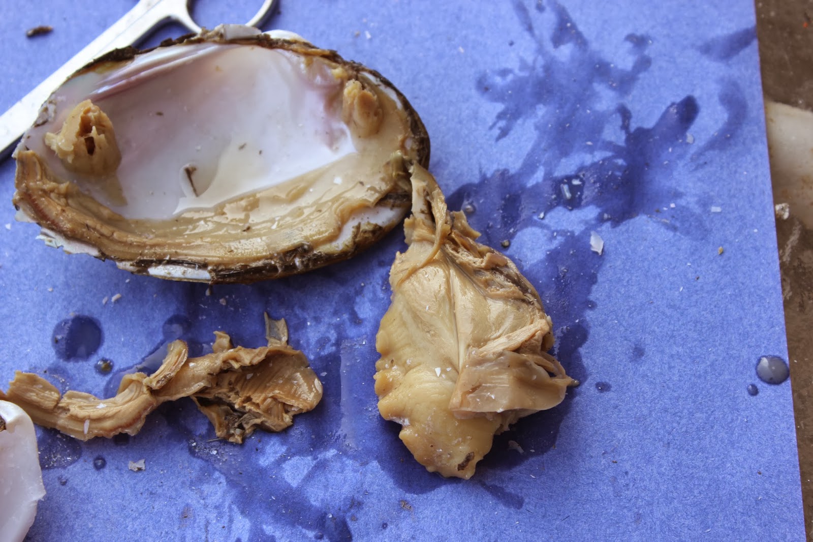 Horsing Around At Home Clam dissection