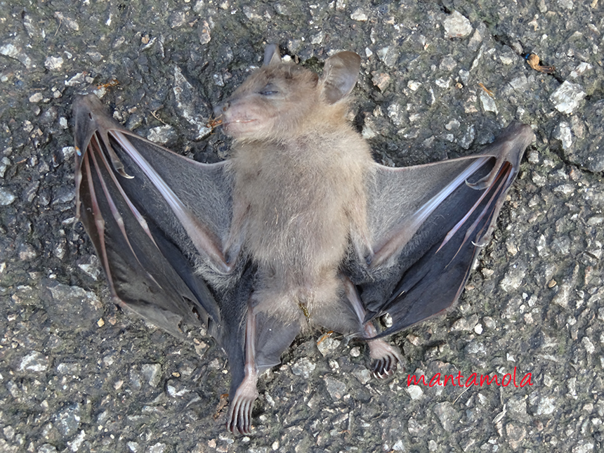 manta blog Common Fruit Bat RIP