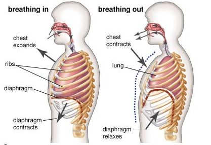 Dunia Vokal Pernafasan Dalam Bernyanyi Breathing