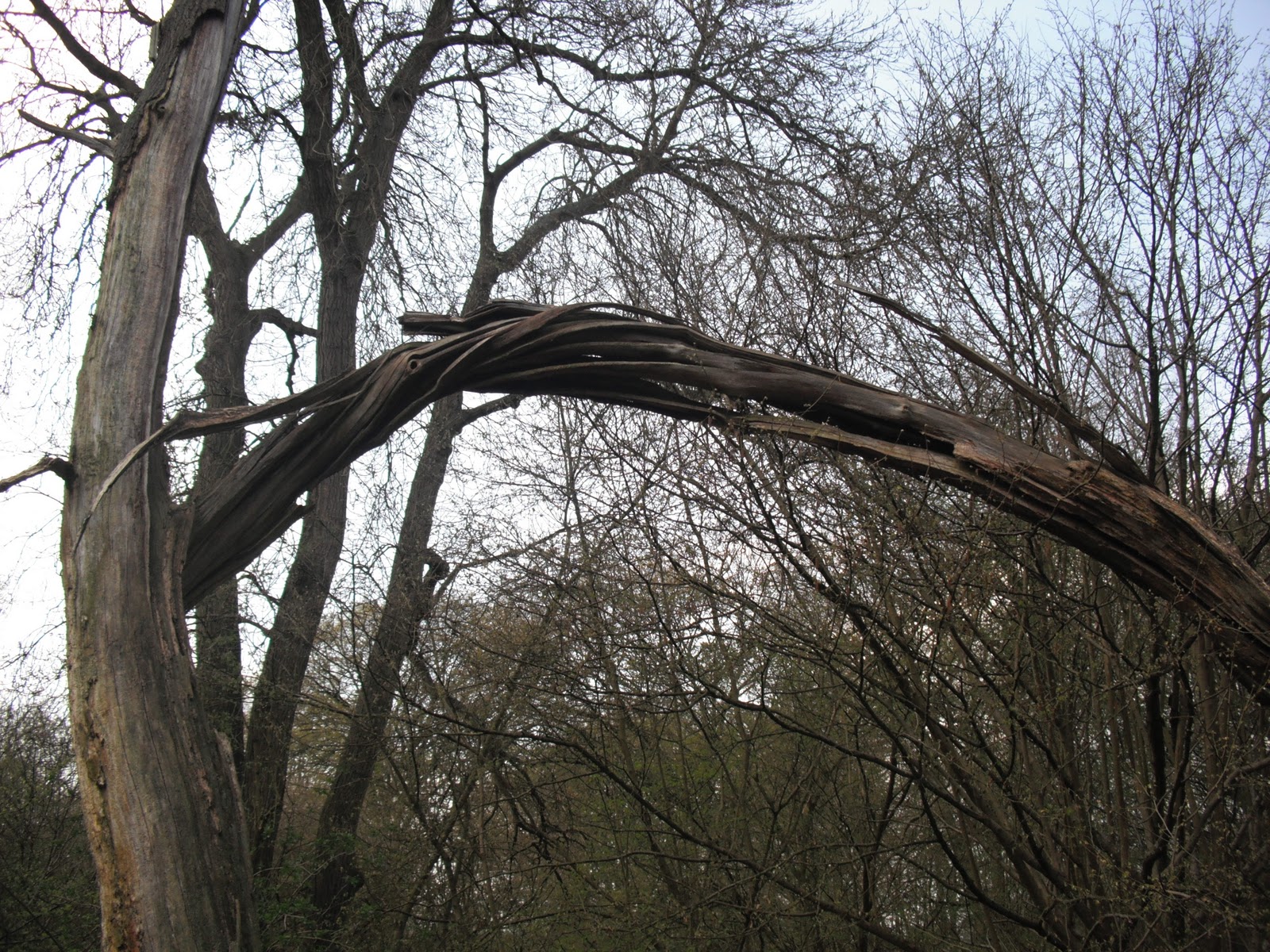 Trees that explode ! An Informative Page
