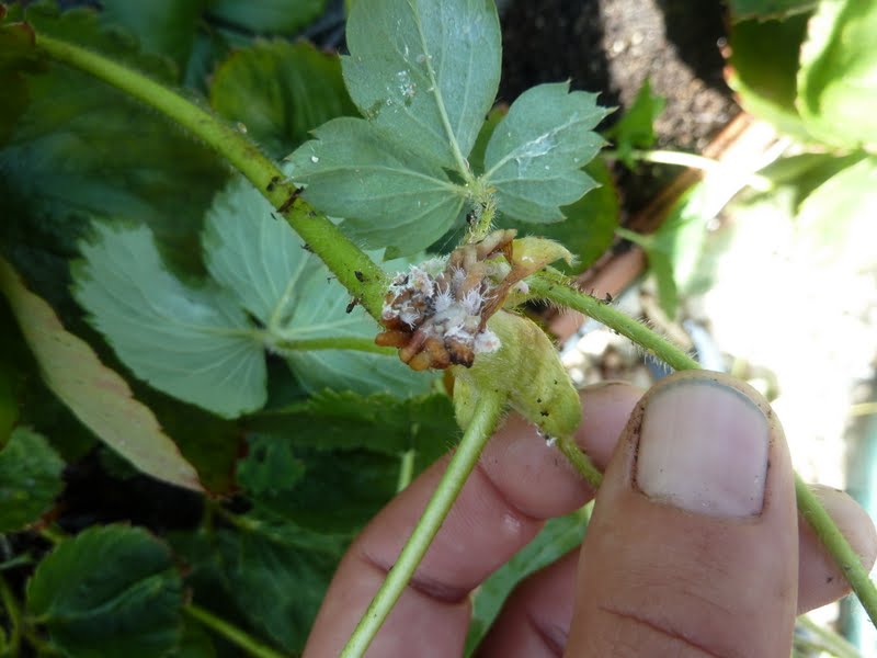 Gidget's Garden: Mealy bugs