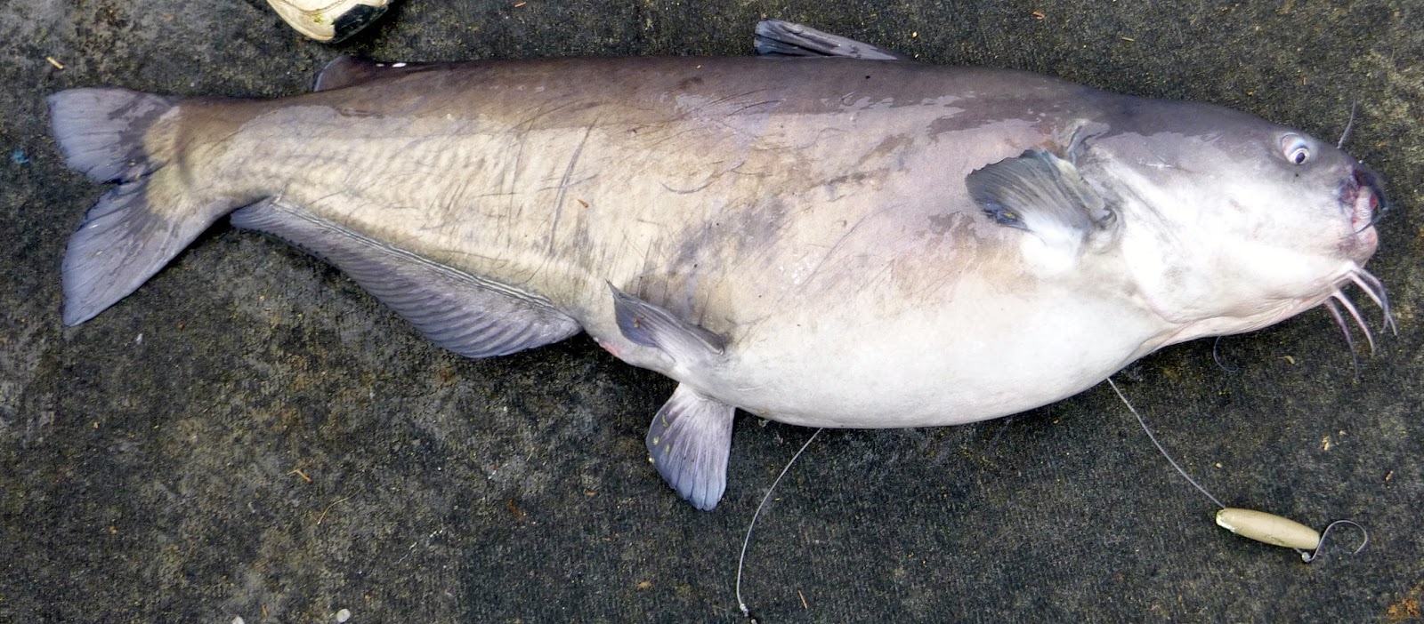 Top Water Charters Fishing Reports and News Beaufort Morehead City