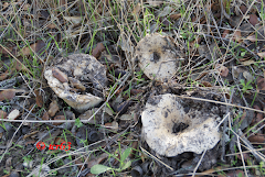 Russula delica