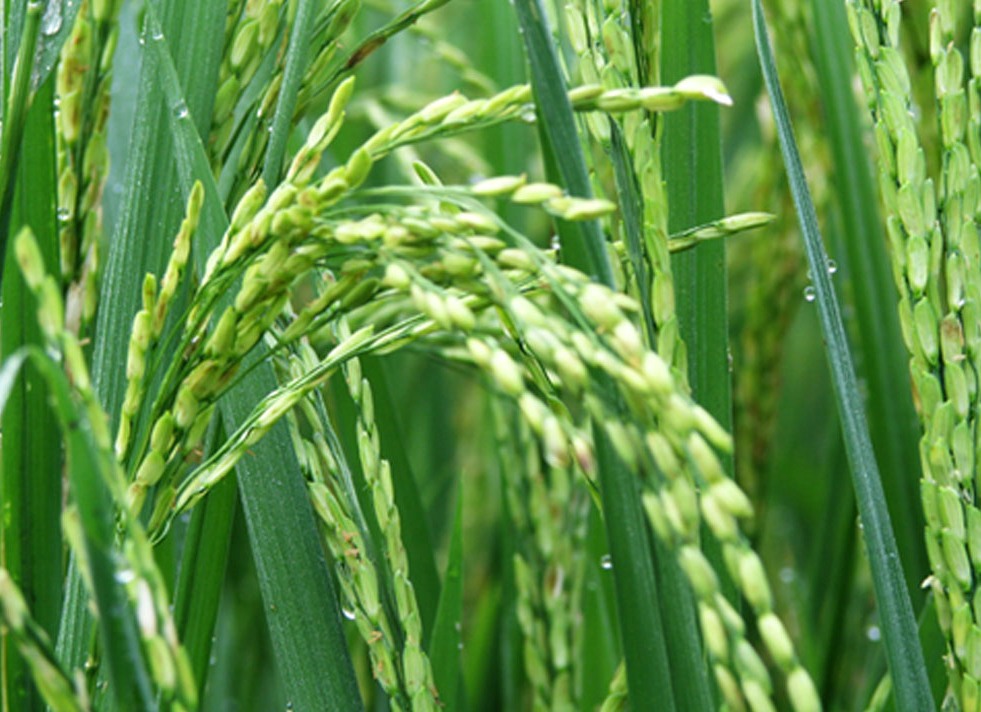 Teapot Gardenia: PML TeaSet - Bunga Padi