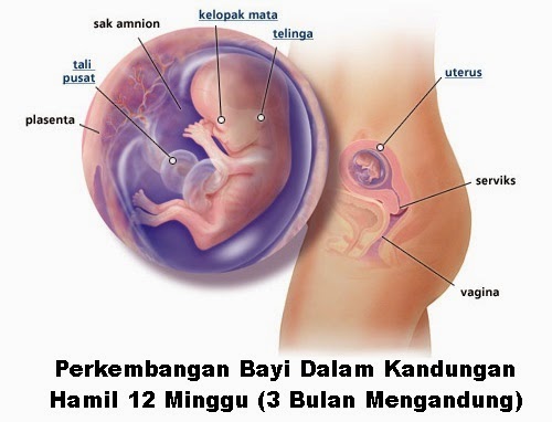 Perkembangan bayi dalam kandungan hamil 12 minggu Perkembangan bayi dalam kandungan hamil 12 minggu, perkembangan fetus bayi ibu hamil 12 minggu, hamil minggu kesepuluh mengandung, mengandung 3 bulan, hamil mengandung trimester 2, tanda hamil usia 12 minggu, 3 bulan hamil, kondisi keadaan ibu hamil umur kandungan minggu ke 12, bila tarikh mengandung, gambar bayi fetus 12 minggu, tips menjaga kehamilan ibu mengandung, pergerakan bayi, bayi sudah mula menendang, mengeliat