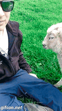 Funny animal gifs, funny animals, cute sheep wants more petting