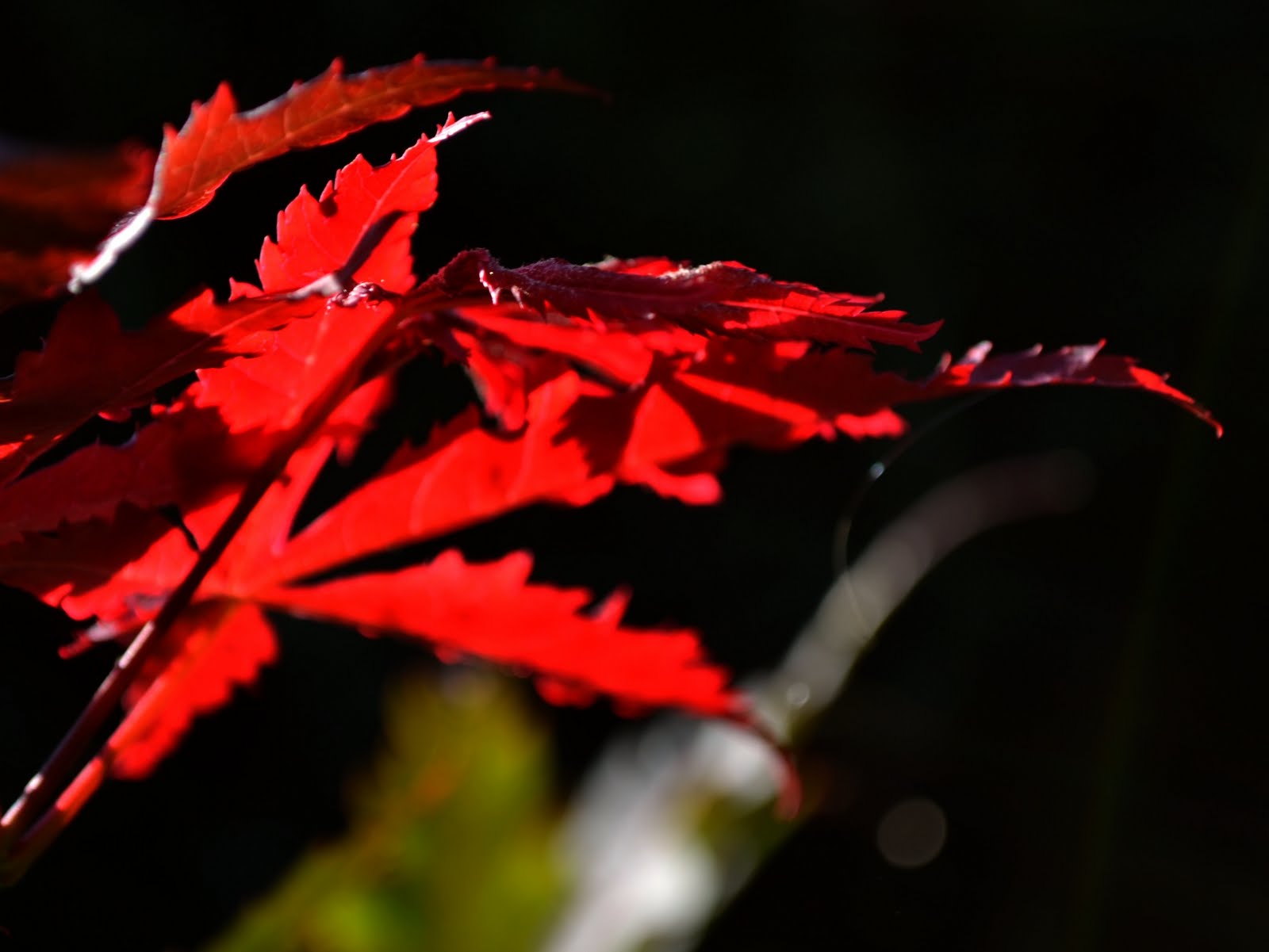 Die Kinder Mussten Als Gedicht Des Monats Der Herbst Steht Auf