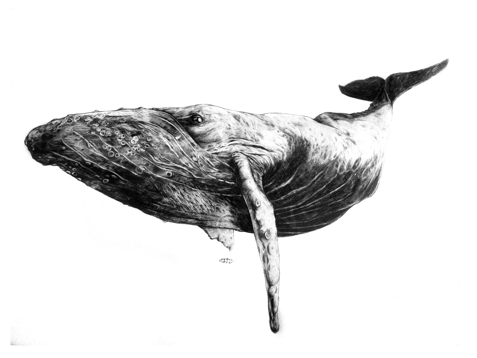 Whales, Blue whale and Whale illustration on Pinterest