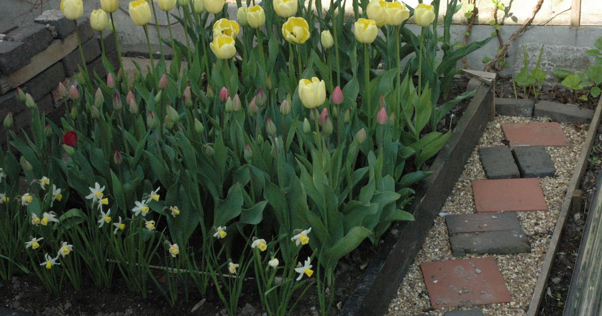 Gardener Everything's coming up tulips