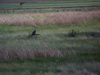 White-faced Ibis