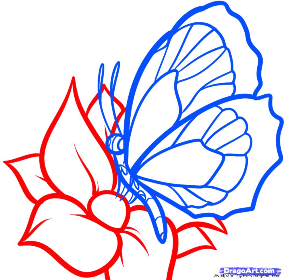 How to Draw a Butterfly on a Flower Butterfly and Flower Step by How to Draw a Butterfly on a Flower Butterfly and Flower Step by