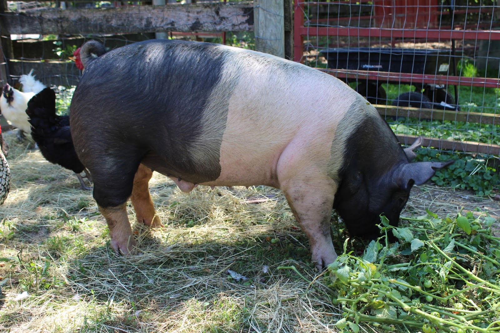 Modellbau RF-0002-A-76 Pig Trough set of 4 Teile & Zubehör für