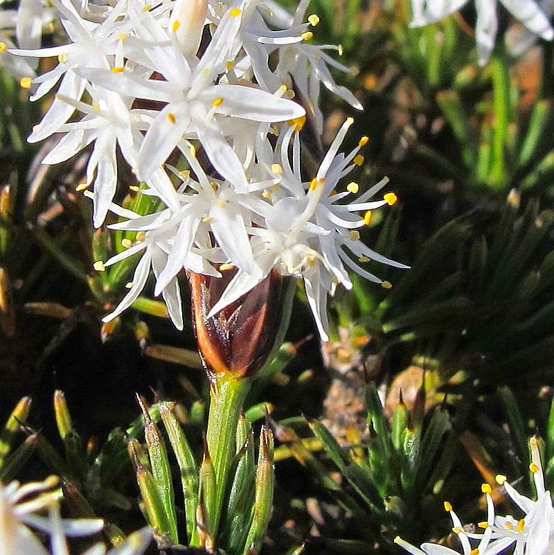 Esperance Wildflowers Borya constricta Resurrection Plant