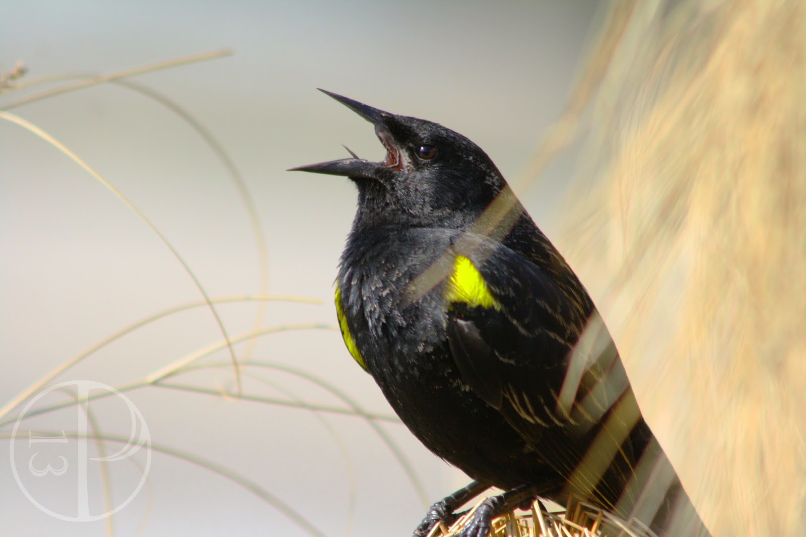 Taller Sietecolores Chile. Origen del topónimo