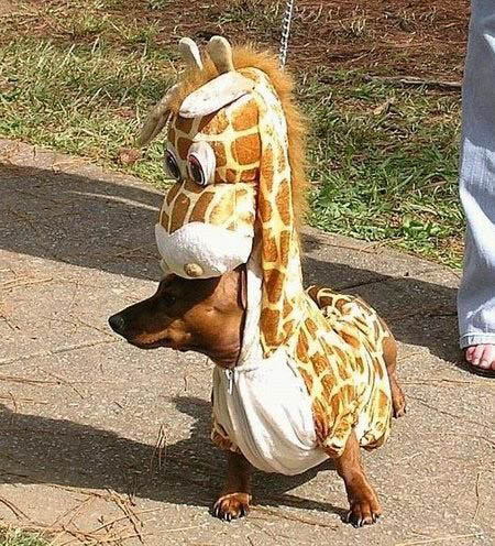 funny pet costume