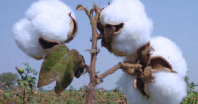 अब खळ-बिनौले इंसान भी खाएंगे