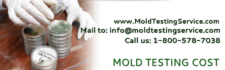 mold testing