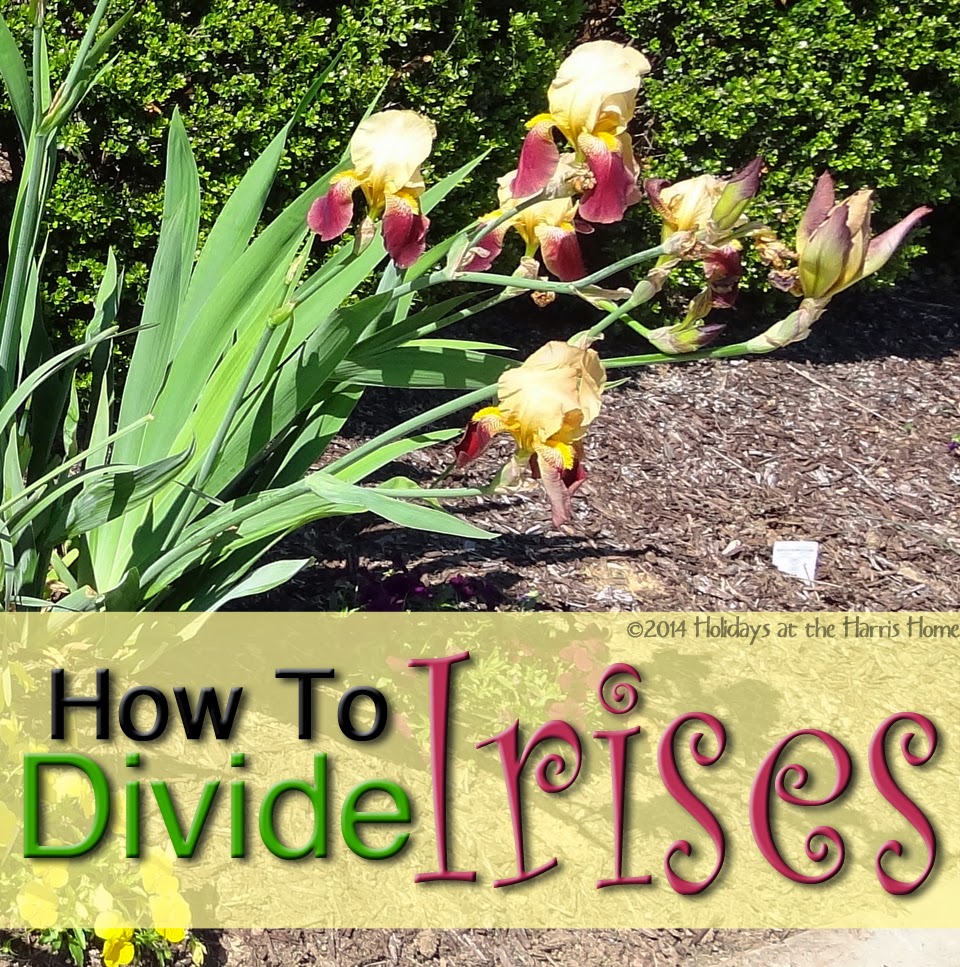 Holidays at the Harris Home How to Divide Irises