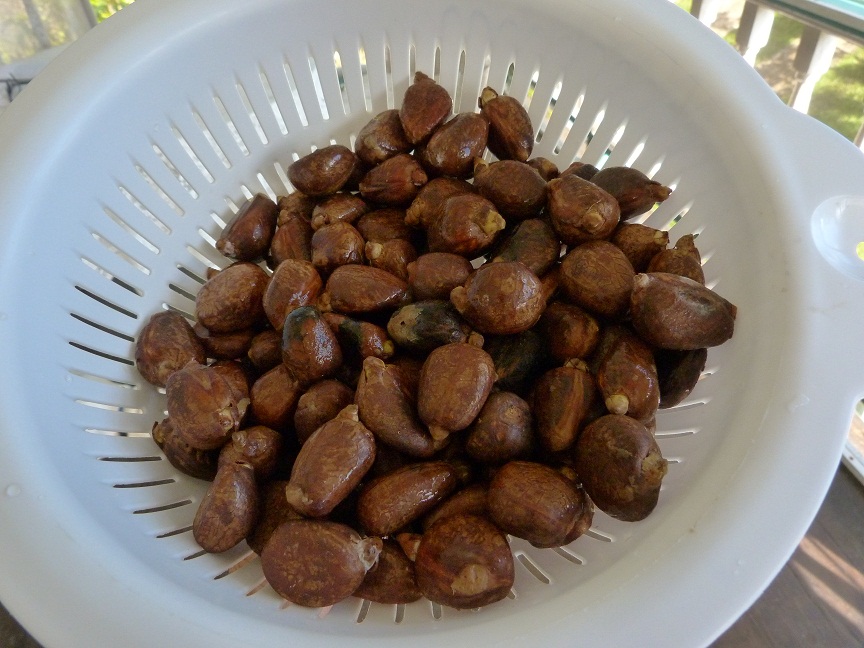 Cottage Life on Pilgrim's Farm Breadnut...