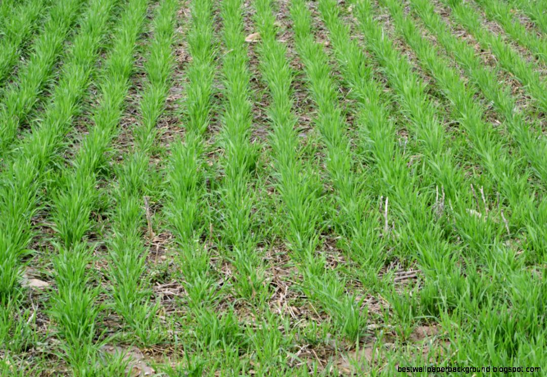 Planting corn after a failed wheat crop Ohio Ag Net Ohios Planting corn after a failed wheat crop Ohio Ag Net Ohios