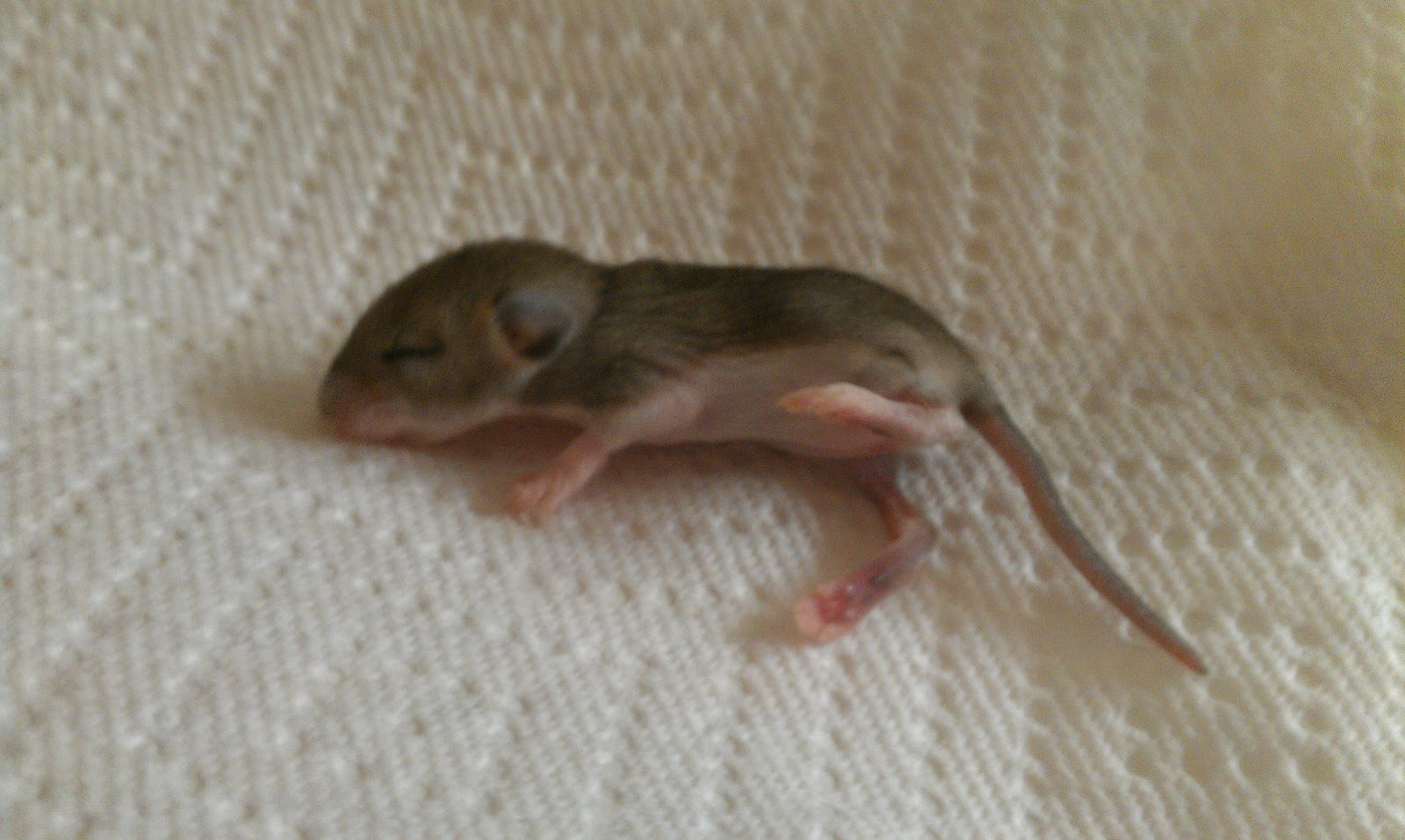 Download Baby Field Mice Pictures for Your site on Animal Picture