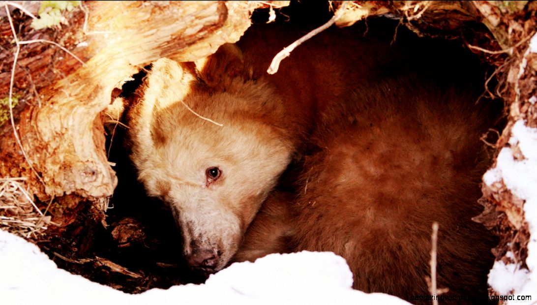 As snow goes where go the animals The Why Files As snow goes where go the animals The Why Files