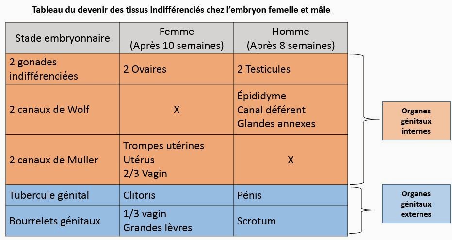 rencontre gamete