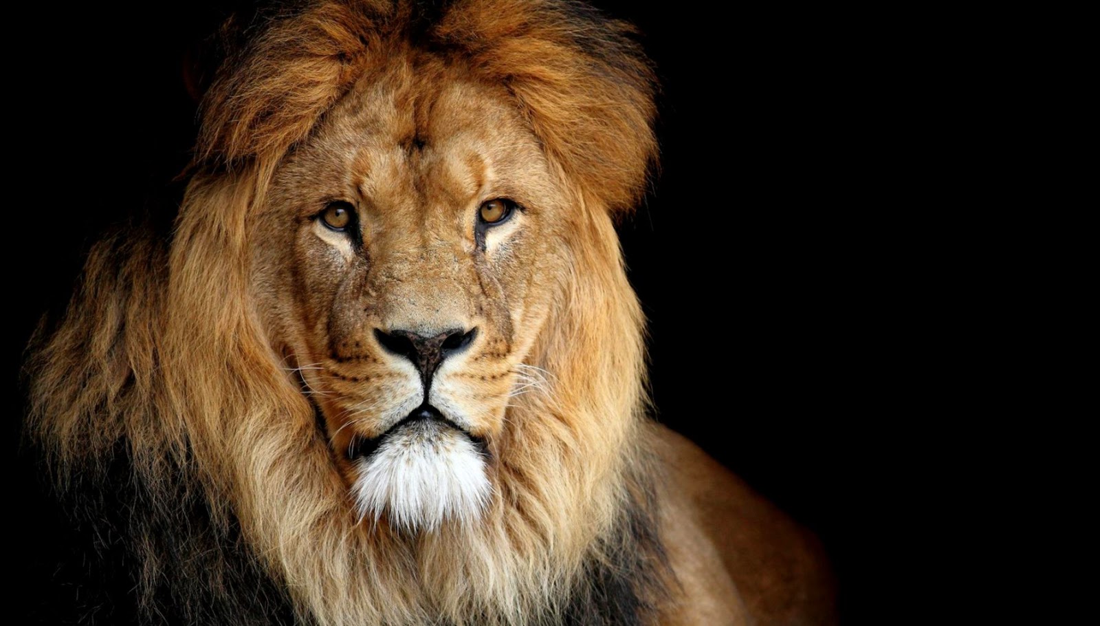 Cool Lion Wallpapers 1080P Cool Lion Wallpapers 1080P