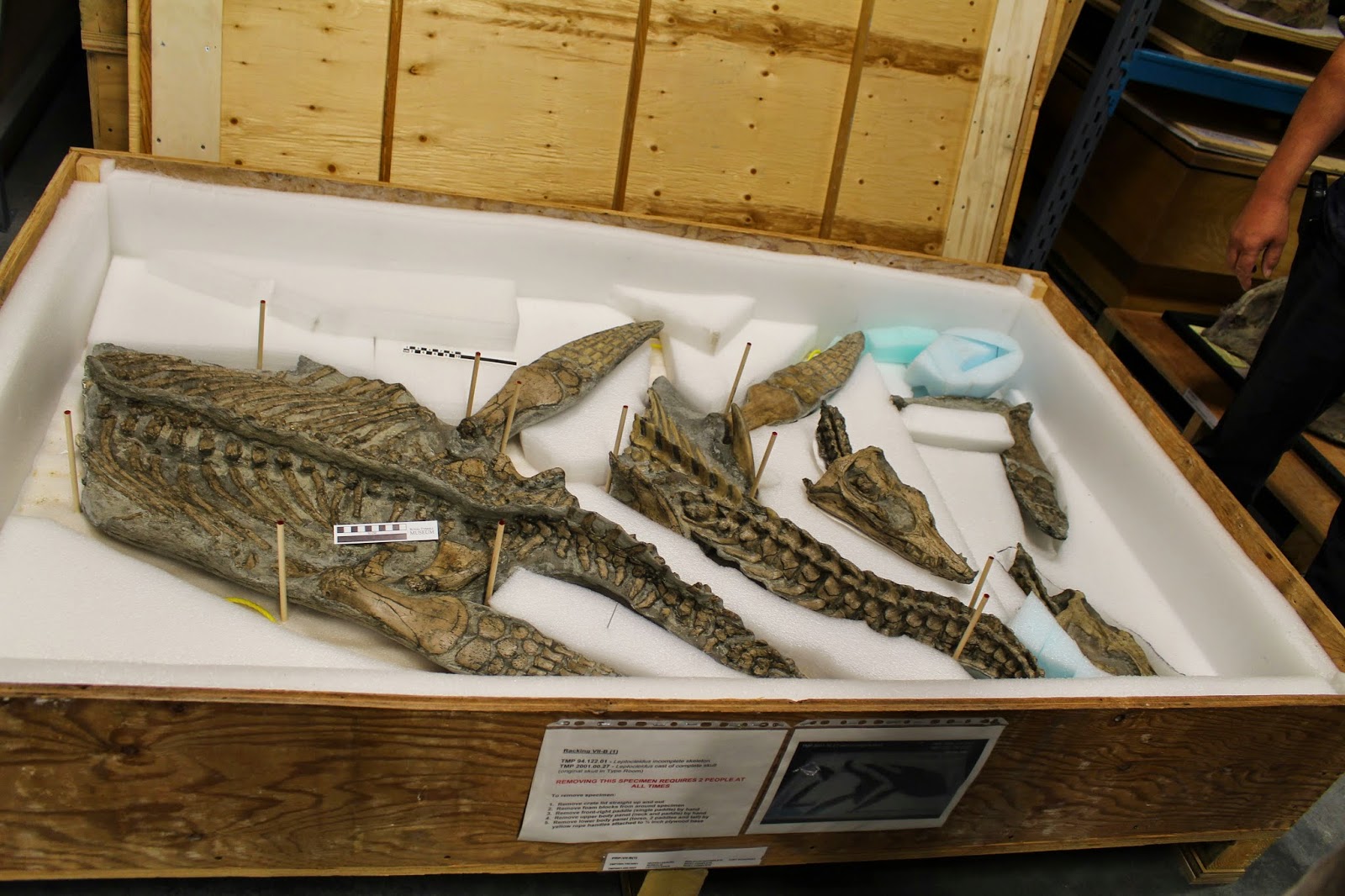 Finding Fossils... Behind the scenes at Drumheller's dino museum!