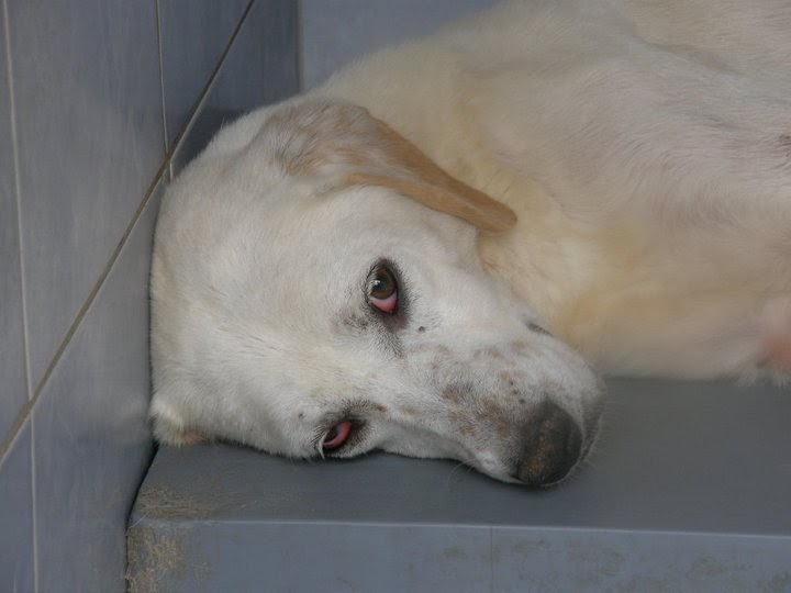 Sokak Hayvanları Umudunu kaybetti