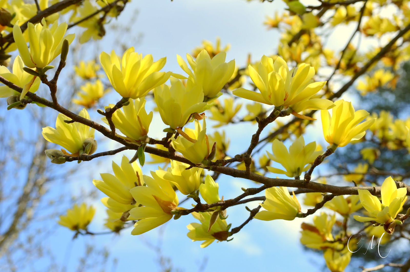Carol Mattingly Photography Yellow Magnolia Hybrids, Bernheim
