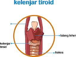Obat+Alami+Kelenjar+Tiroid.jpeg