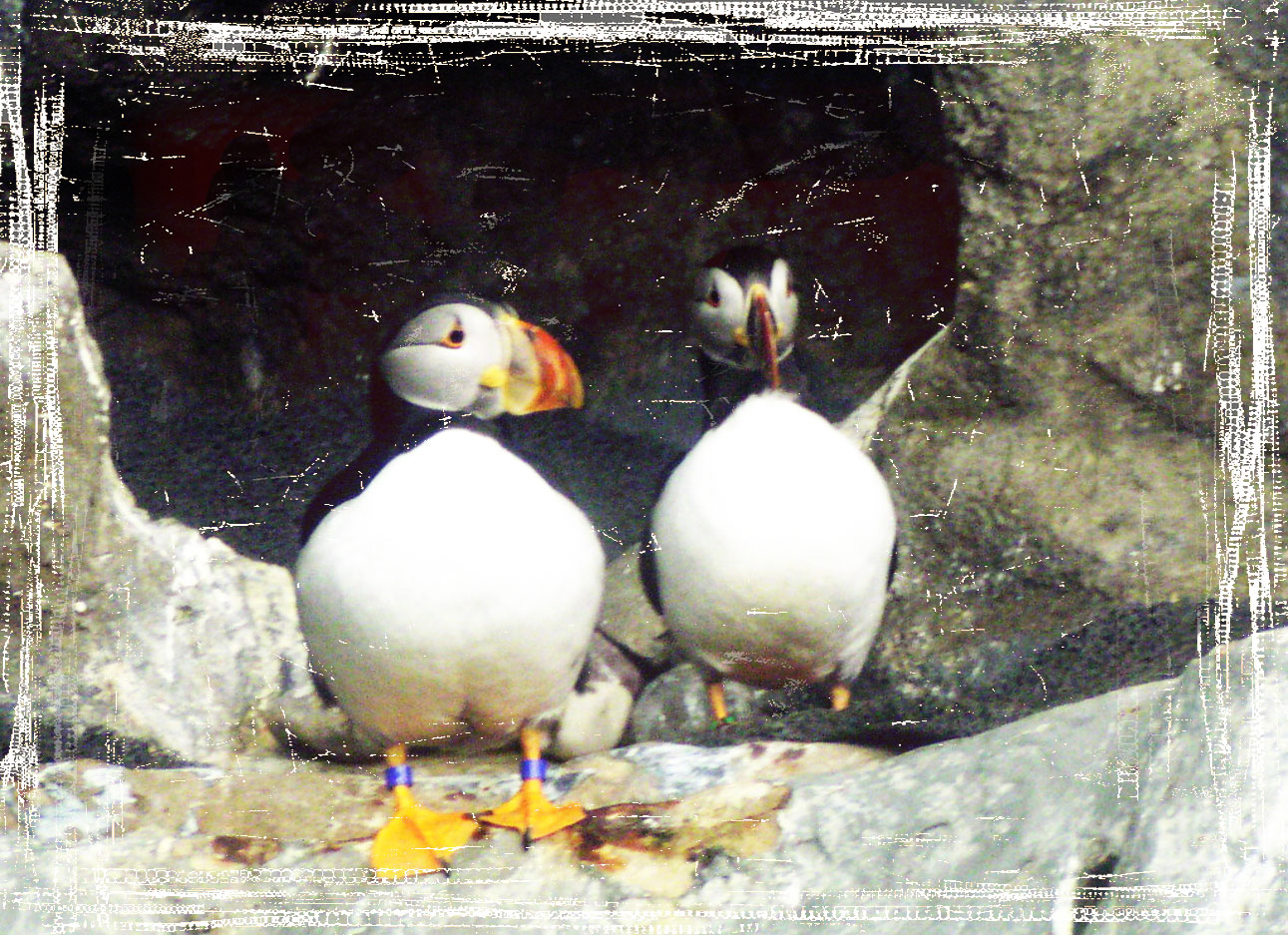 just another volunteer Sunday Selectionsat the Baltimore Aquarium