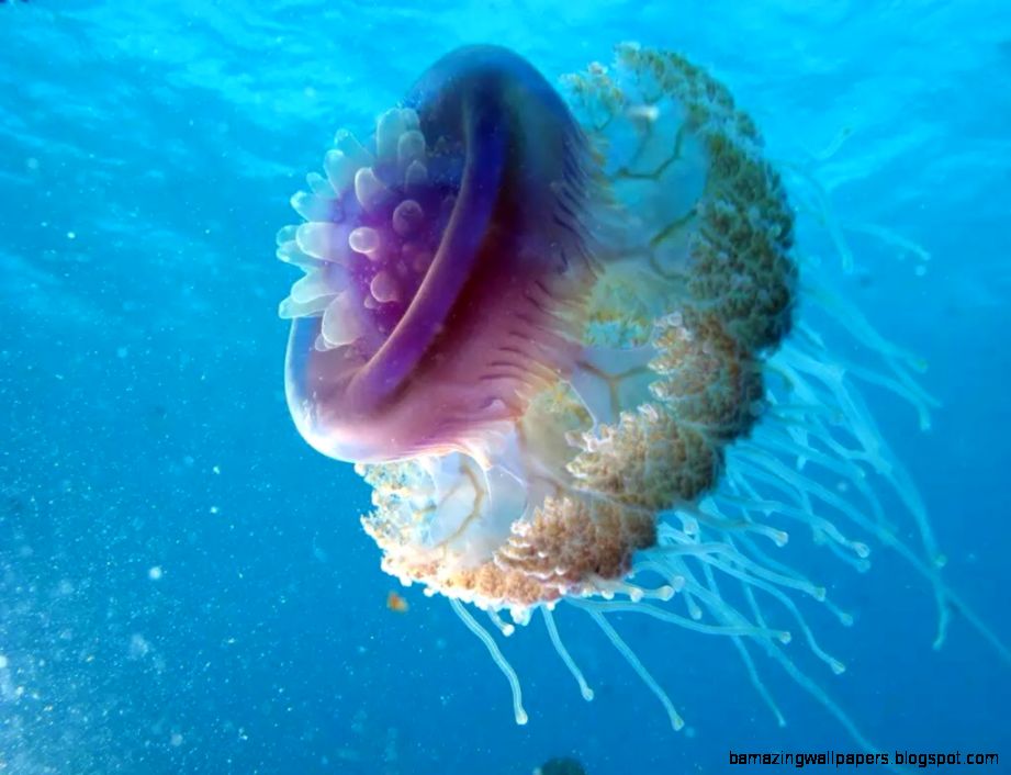 Cool Facts about Jellyfish Don39t pee on it TheCoolFactShow Ep Cool Facts about Jellyfish Don39t pee on it TheCoolFactShow Ep