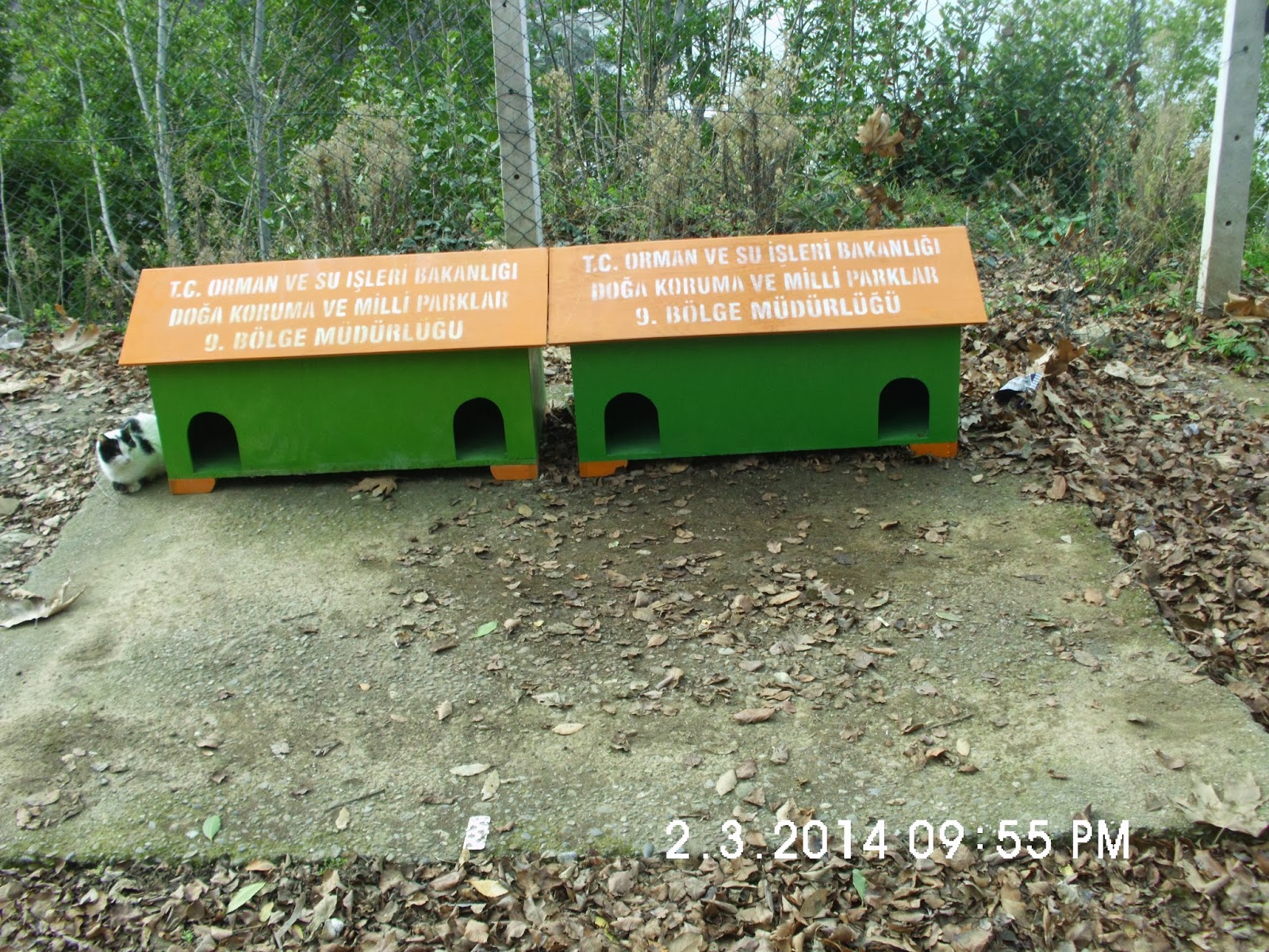 DOĞAL HAYATA SAYGI ORMAN BAKANLIĞI TARAFINDAN İLLERE GÖNDERİLEN KEDİ