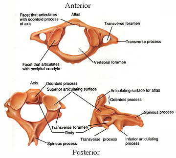 axis vertebrae